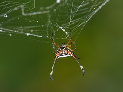 Gasteracantha clavigera