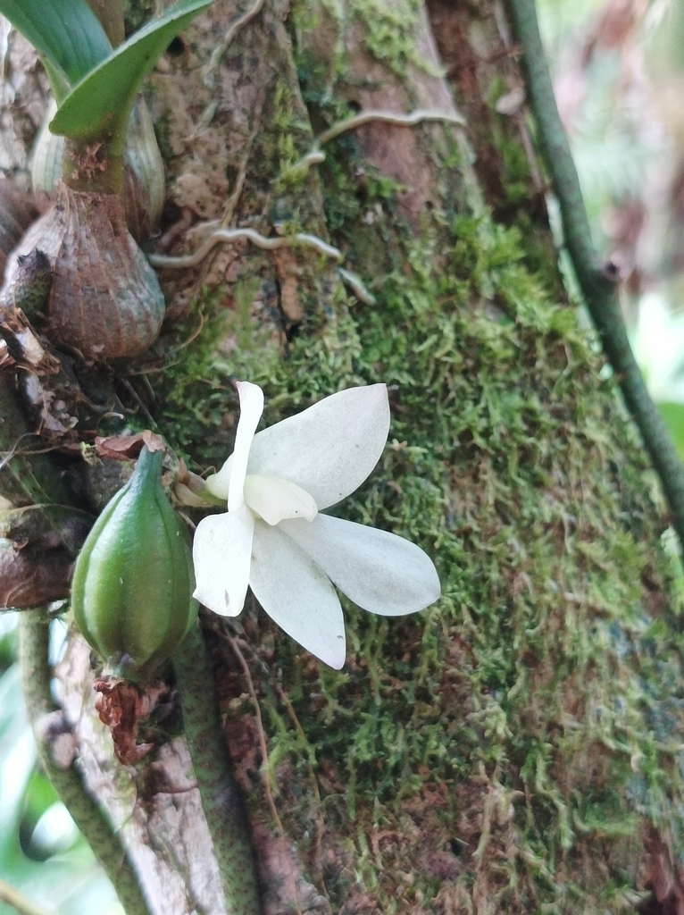 Dendrobium prasinum