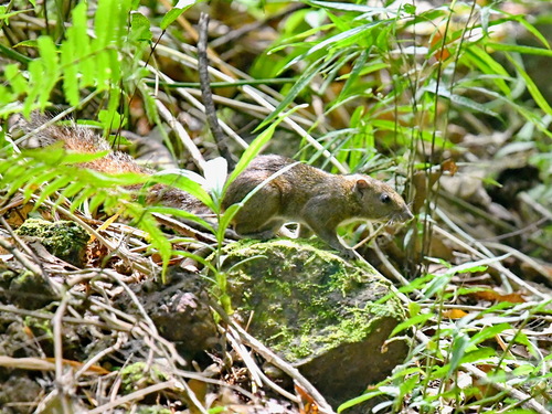Philippine Tree Squirrel (Sundasciurus philippinensis) — Least Concern Mammalia