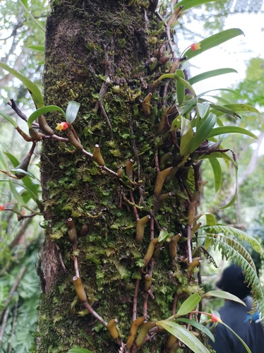 Mediocalcar paradoxum observed 2021-08-27