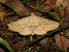 Monoctenia falernaria