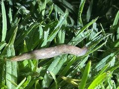 Deroceras reticulatum