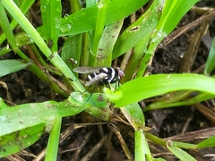 Trigonospila cingulata