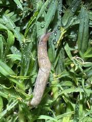 Deroceras reticulatum