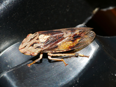 Stenocotis depressa