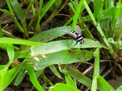 Trigonospila cingulata