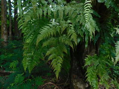 Davallia denticulata