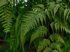 Davallia denticulata