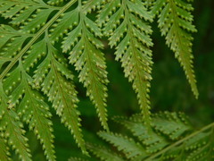 Davallia denticulata