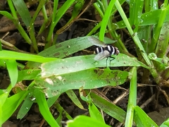 Trigonospila cingulata