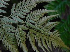 Davallia denticulata