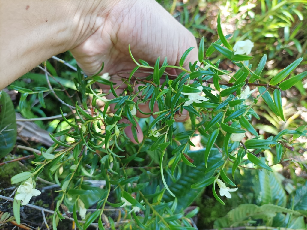 Glomera macdonaldii
