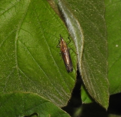 Raphirhinus phosphoreus