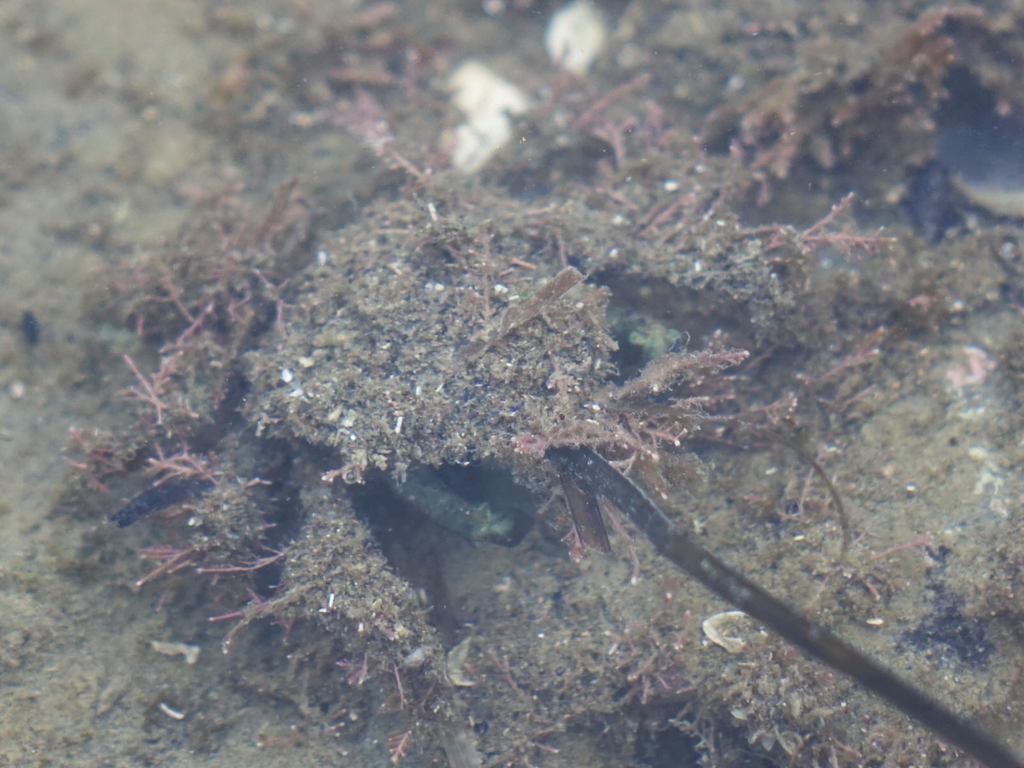 Weekly What is it?: Decorator Crab - UF/IFAS Extension Escambia County