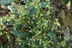 Brachystemma calycinum