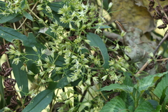 Brachystemma calycinum