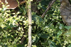 Brachystemma calycinum