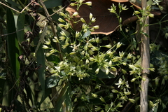 Brachystemma calycinum