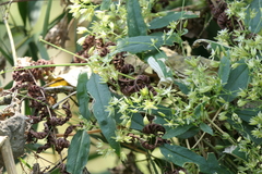 Brachystemma calycinum