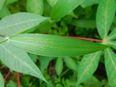Setaria barbata