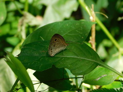 Ypthima philomela