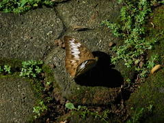 Tanaecia pelea