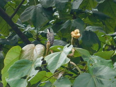 Dendrocopos analis