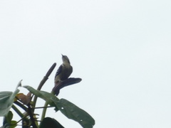 Dendrocopos analis