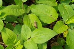 Traulia ornata okinawaensis