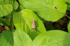 Traulia ornata okinawaensis