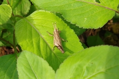 Traulia ornata okinawaensis