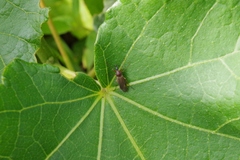 Bibionini