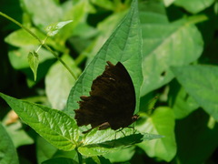 Junonia iphita