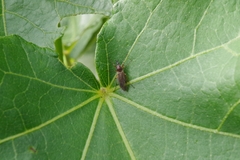 Bibionini