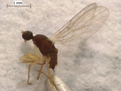 Chelifera