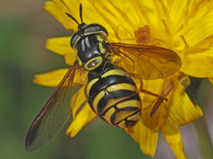 Chrysotoxum cautum