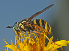 Chrysotoxum cautum