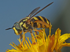 Chrysotoxum cautum