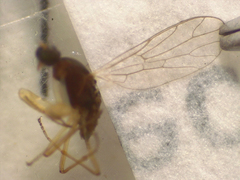 Chelifera