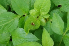 Isopsera denticulata