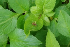 Isopsera denticulata