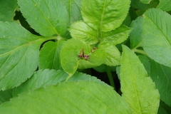 Isopsera denticulata