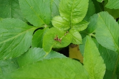 Isopsera denticulata