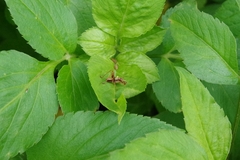 Isopsera denticulata