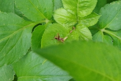 Isopsera denticulata