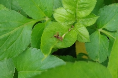 Isopsera denticulata