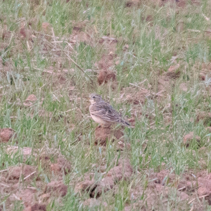 Calandra Lark
