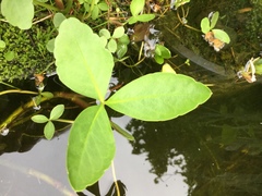 Menyanthes trifoliata