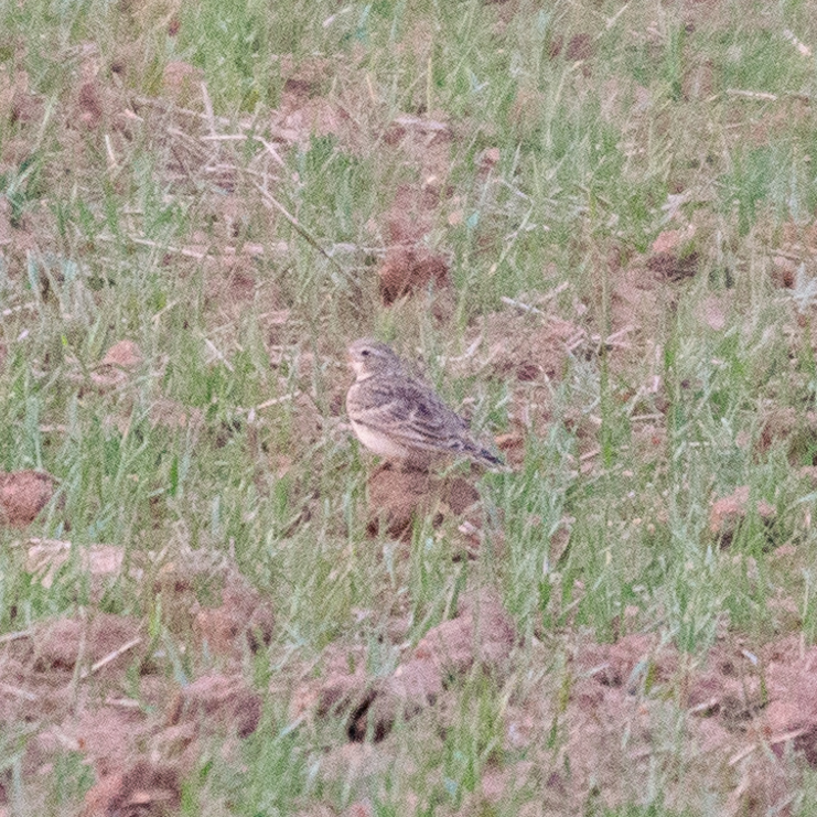Calandra Lark