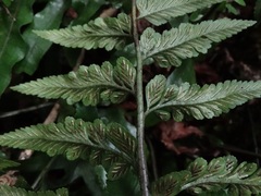 Asplenium lyallii